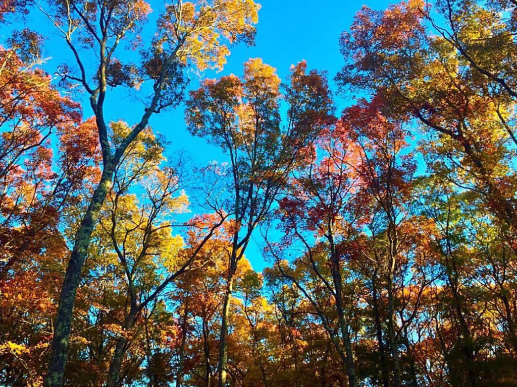 fall-tree-8