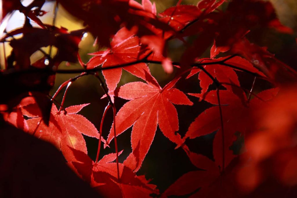 red-maple-leaf5