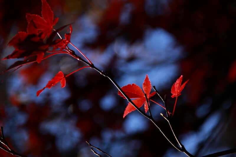 red-maple-leaf2